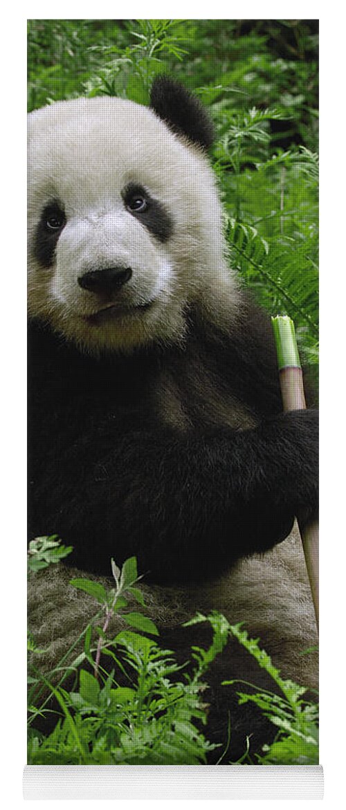 Mp Yoga Mat featuring the photograph Giant Panda Ailuropoda Melanoleuca #1 by Pete Oxford