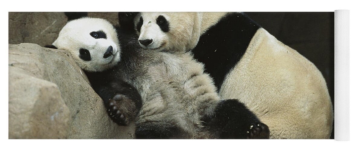 Affection Yoga Mat featuring the photograph Giant Panda Ailuropoda Melanoleuca #1 by San Diego Zoo