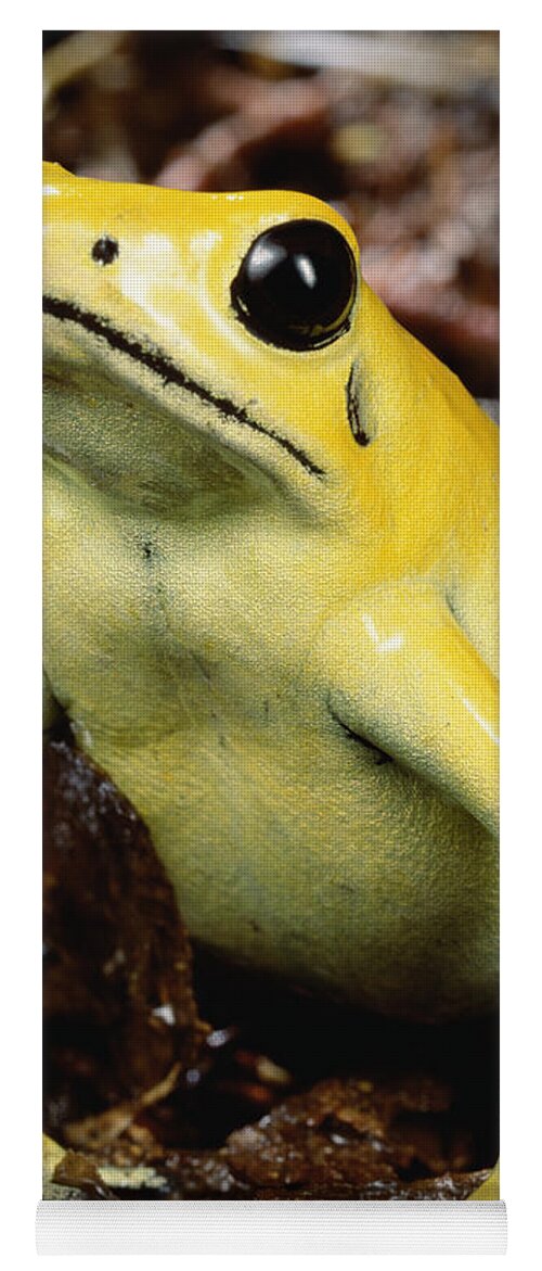 Mp Yoga Mat featuring the photograph Golden Poison Dart Frog Phyllobates #1 by Mark Moffett