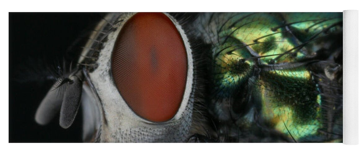 Blow Fly Yoga Mat featuring the photograph Green Blow Fly #1 by Ted Kinsman
