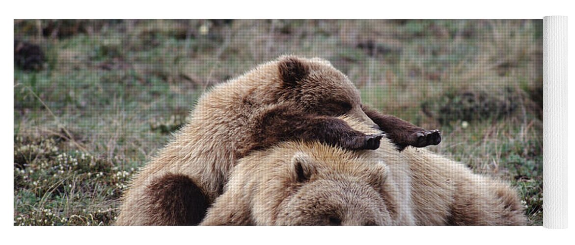 Mp Yoga Mat featuring the photograph Grizzly Bear Ursus Arctos Horribilis #1 by Michael Quinton
