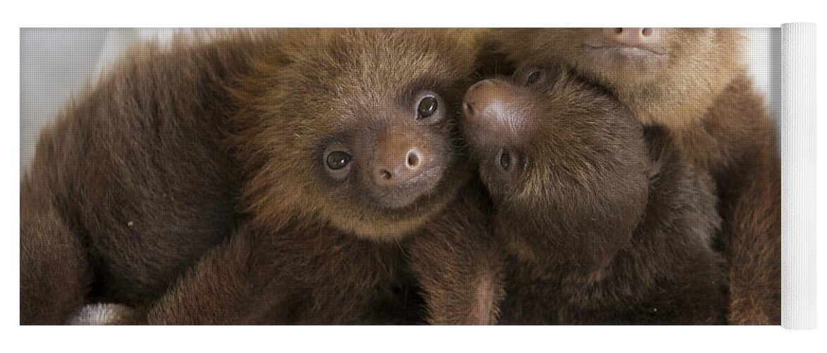 Mp Yoga Mat featuring the photograph Hoffmanns Two-toed Sloth Choloepus #1 by Suzi Eszterhas