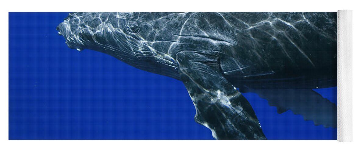 00999125 Yoga Mat featuring the photograph Humpback Whale Maui Hawaii #1 by Flip Nicklin