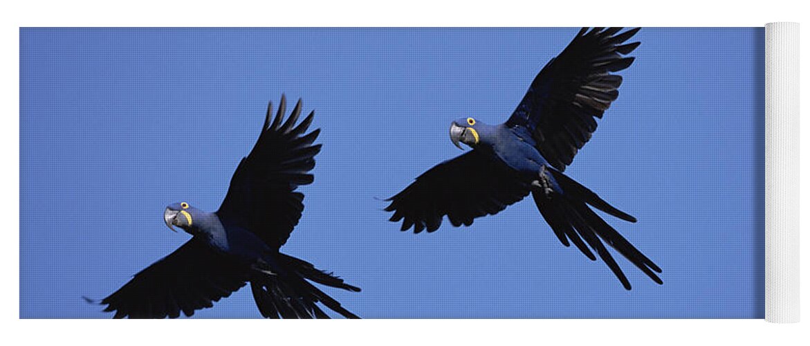 Mp Yoga Mat featuring the photograph Hyacinth Macaw Anodorhynchus #1 by Konrad Wothe