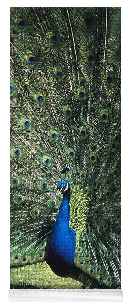 Mp Yoga Mat featuring the photograph Indian Peafowl Pavo Cristatus Male #1 by Konrad Wothe