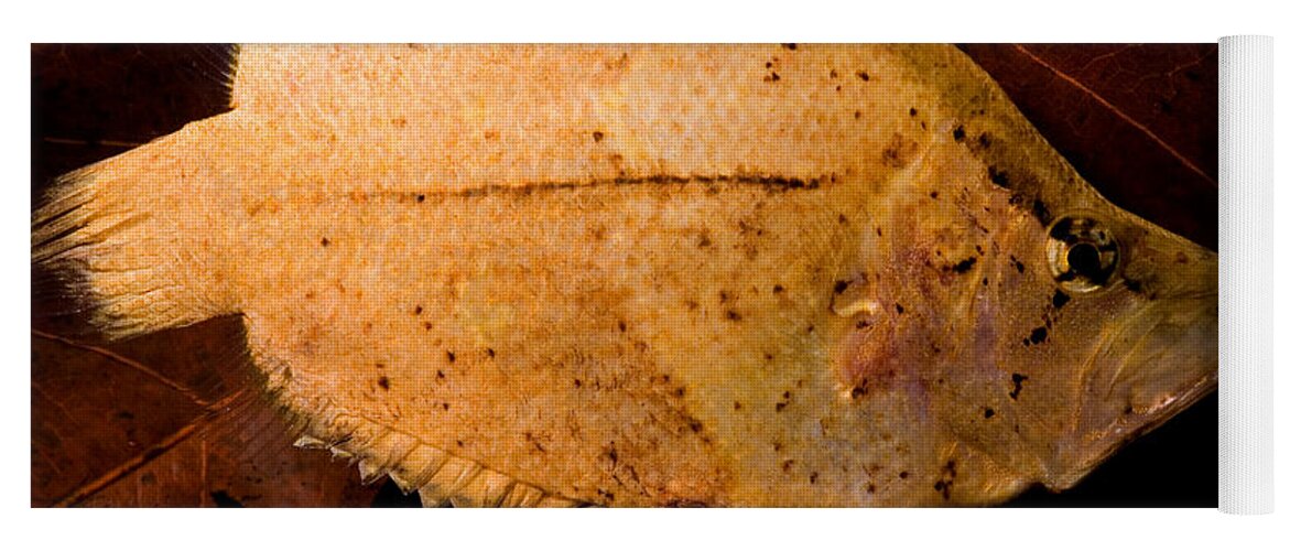 Amazon Leaf Fish Yoga Mat featuring the photograph Leaf Fish #1 by Dant Fenolio