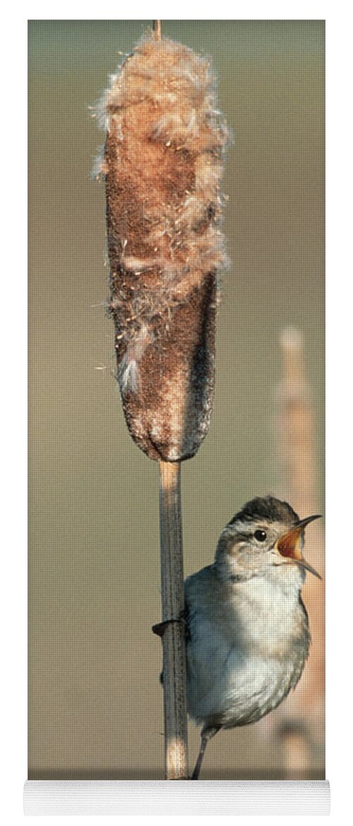 00171648 Yoga Mat featuring the photograph Marsh Wren Singing While Perching #1 by Tim Fitzharris