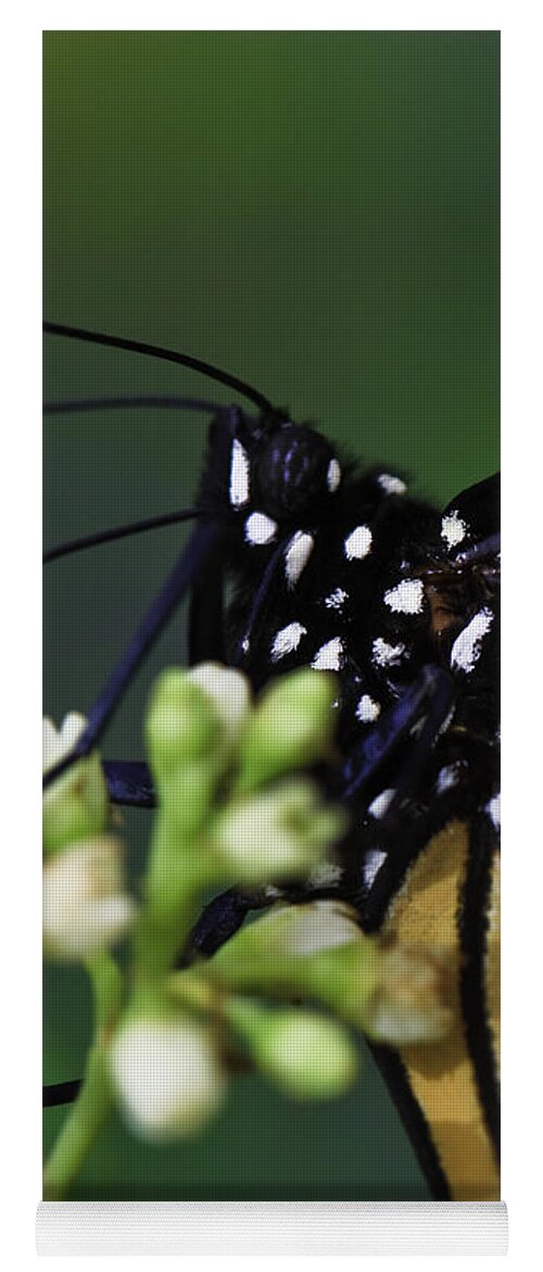 Butterflies Yoga Mat featuring the photograph Monarch #1 by Perla Copernik