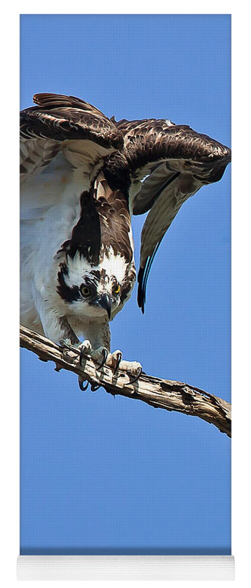 Animal Yoga Mat featuring the photograph Osprey #2 by Jean-Luc Baron