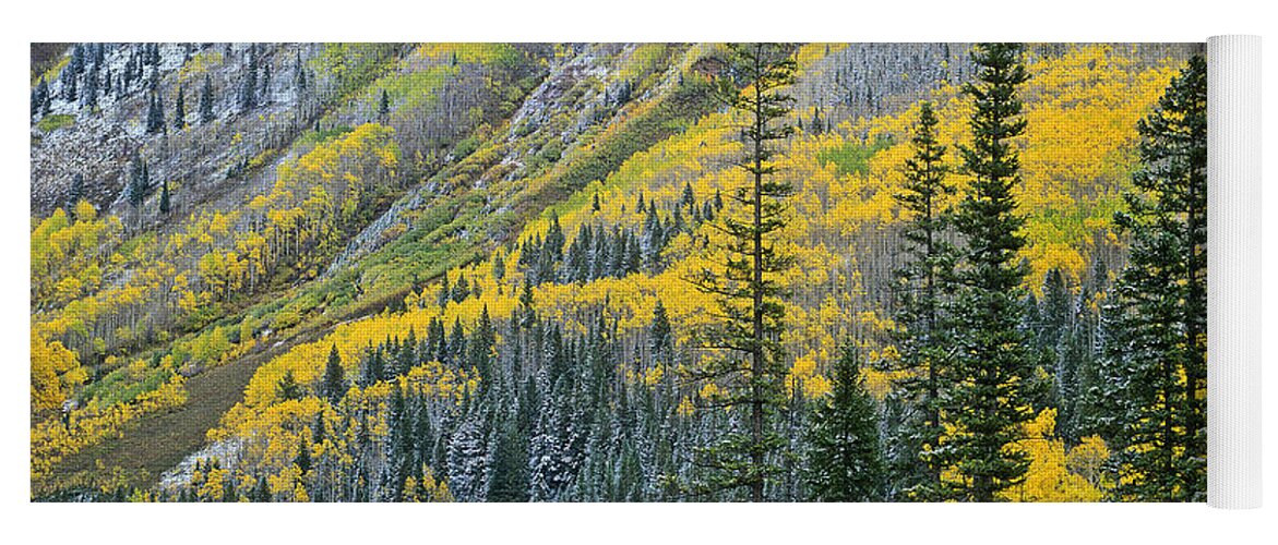 00175668 Yoga Mat featuring the photograph Quaking Aspen Grove In Fall Colors #1 by Tim Fitzharris