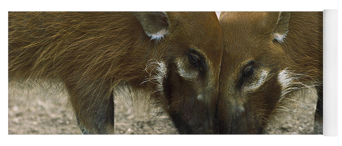 Mp Yoga Mat featuring the photograph Red River Hog Potamochoerus Porcus Pair #1 by San Diego Zoo