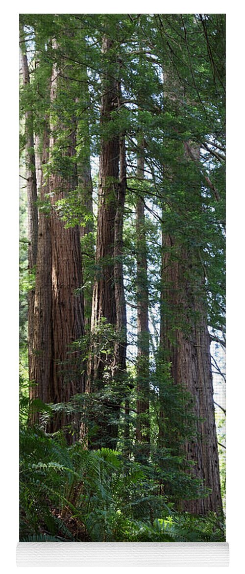 Coast Redwood Yoga Mat featuring the photograph Redwoods Sequoia Sempervirens #1 by Ted Kinsman