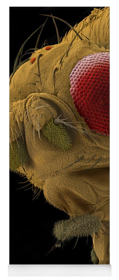 Fruit Fly Yoga Mat featuring the photograph Sem Of A Mutant Fruit Fly #1 by Ted Kinsman