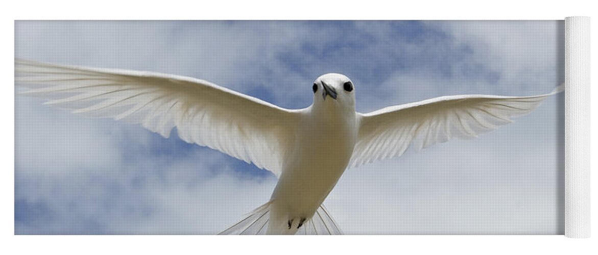 00429819 Yoga Mat featuring the photograph White Tern Flying Midway Atoll Hawaiian #1 by Sebastian Kennerknecht