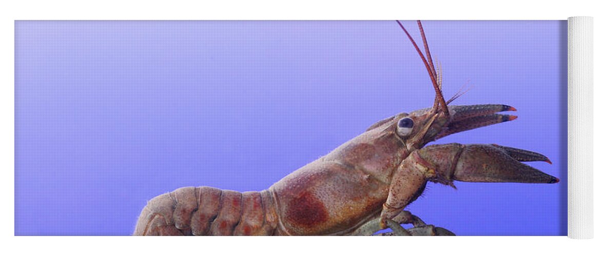 Fauna Yoga Mat featuring the photograph Female Rusty Crayfish #2 by Ted Kinsman