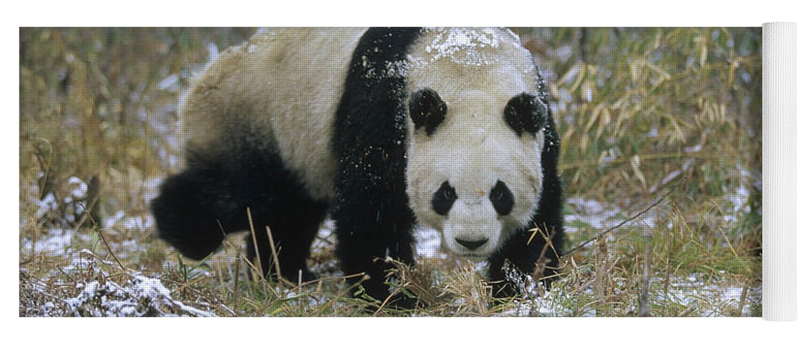 Mp Yoga Mat featuring the photograph Giant Panda Ailuropoda Melanoleuca #2 by Konrad Wothe