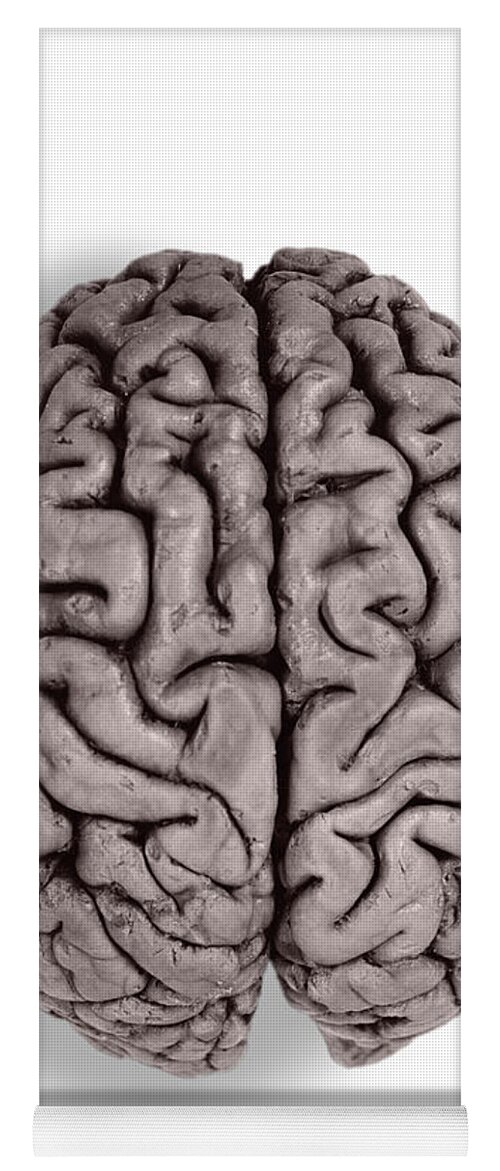 Brain Yoga Mat featuring the photograph Human Brain #2 by Omikron