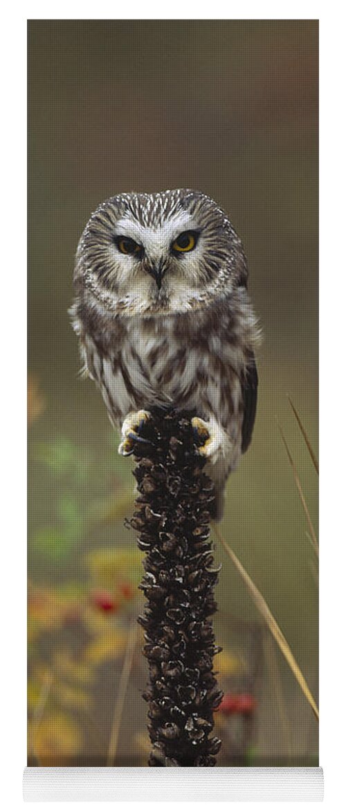 00170543 Yoga Mat featuring the photograph Northern Saw Whet Owl Perching #2 by Tim Fitzharris