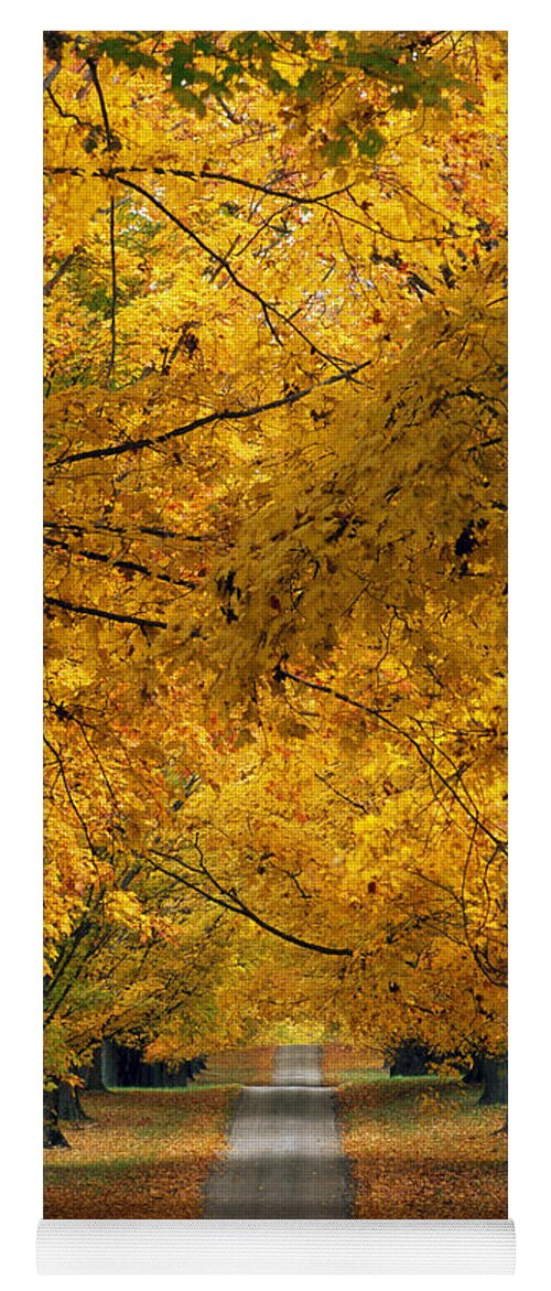 Autumn Colors Yoga Mat featuring the photograph Trees In Autumn #2 by Natural Selection Tony Sweet