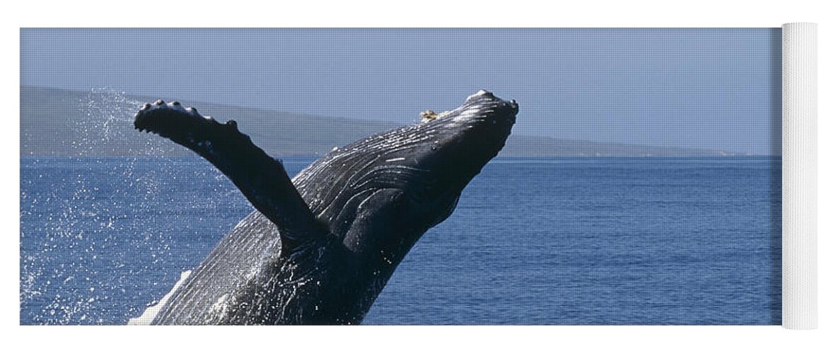 00129947 Yoga Mat featuring the photograph Humpback Whale Breaching Maui Hawaii #3 by Flip Nicklin