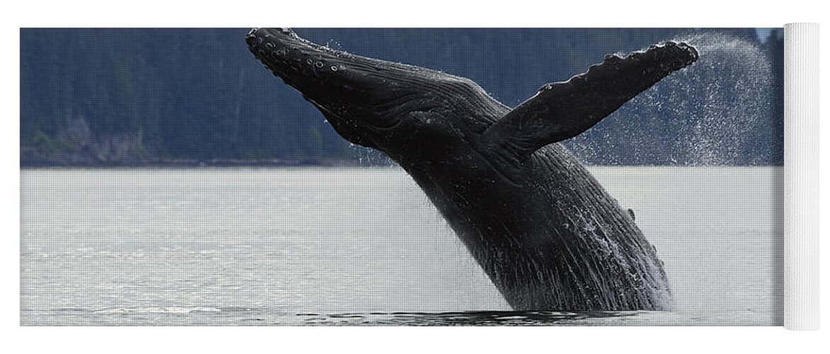 Mp Yoga Mat featuring the photograph Humpback Whale Megaptera Novaeangliae #3 by Konrad Wothe