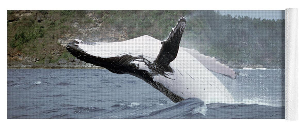 00700239 Yoga Mat featuring the photograph Humpback Whale Megaptera Novaeangliae #2 by Mike Parry