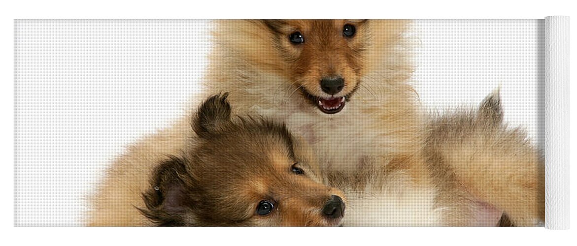 Animal Yoga Mat featuring the photograph Sheltie Puppies #3 by Jane Burton