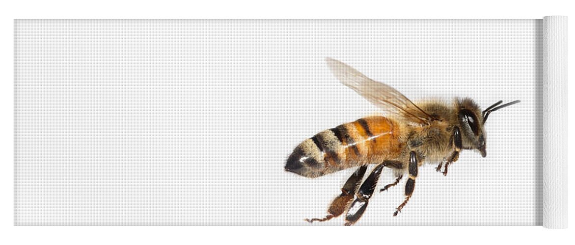 Honey Bee Yoga Mat featuring the photograph Honey Bee In Flight #9 by Ted Kinsman