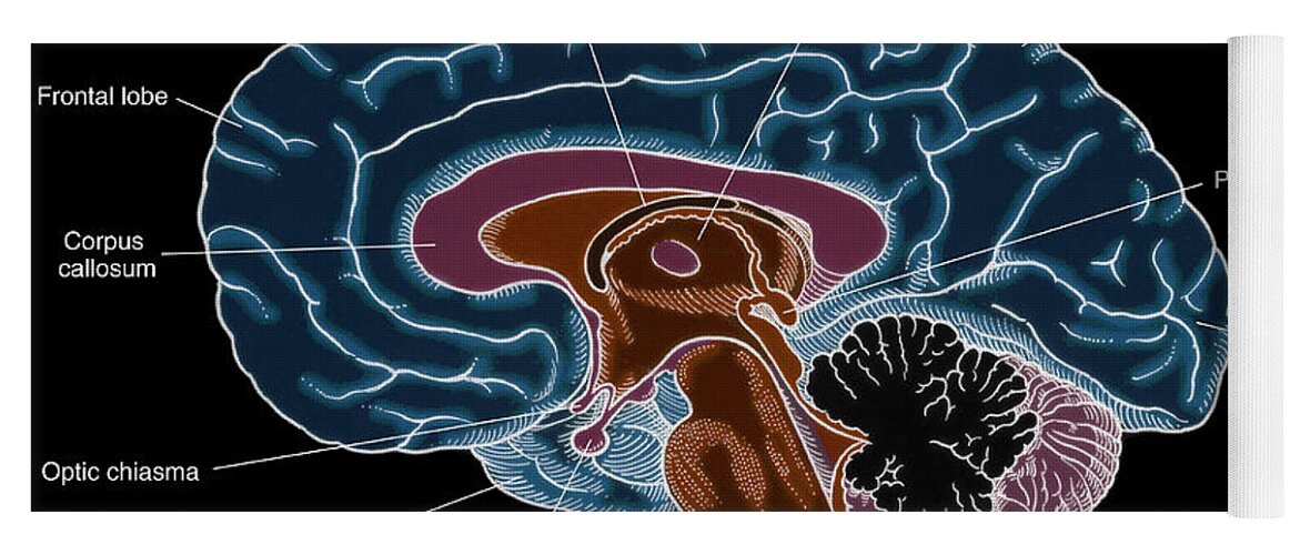 Anatomy Yoga Mat featuring the photograph Illustration Of Human Brain #4 by Science Source