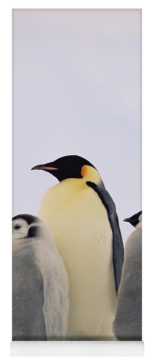 Mp Yoga Mat featuring the photograph Emperor Penguin Aptenodytes Forsteri by Konrad Wothe