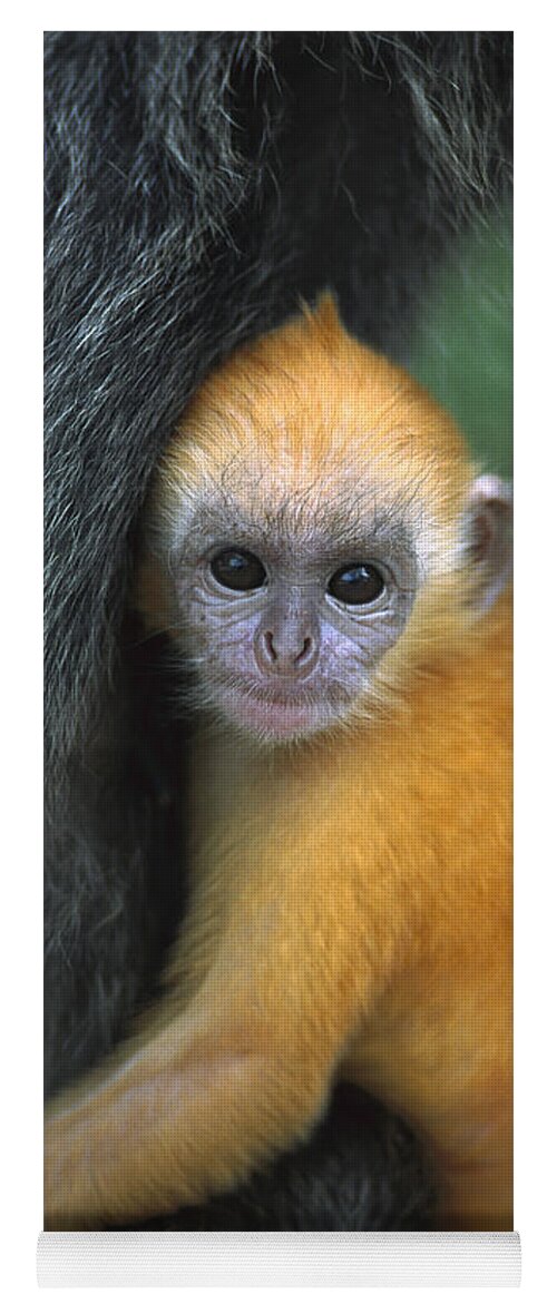 Mp Yoga Mat featuring the photograph Silvered Leaf Monkey Trachypithecus #6 by Cyril Ruoso