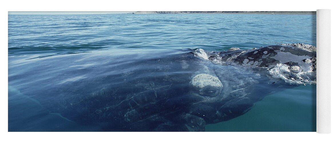 00083827 Yoga Mat featuring the photograph Southern Right Whale Argentina by Flip Nicklin