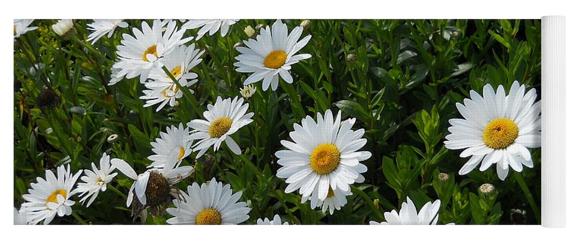 Daisy Yoga Mat featuring the photograph A Field of Daisies by Yenni Harrison
