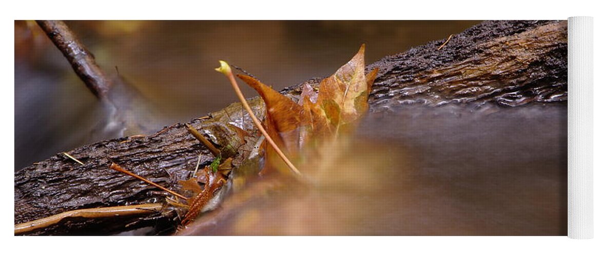 Autumn. Fall Yoga Mat featuring the photograph A Leaf Washed Upon A Log by Jeff Swan