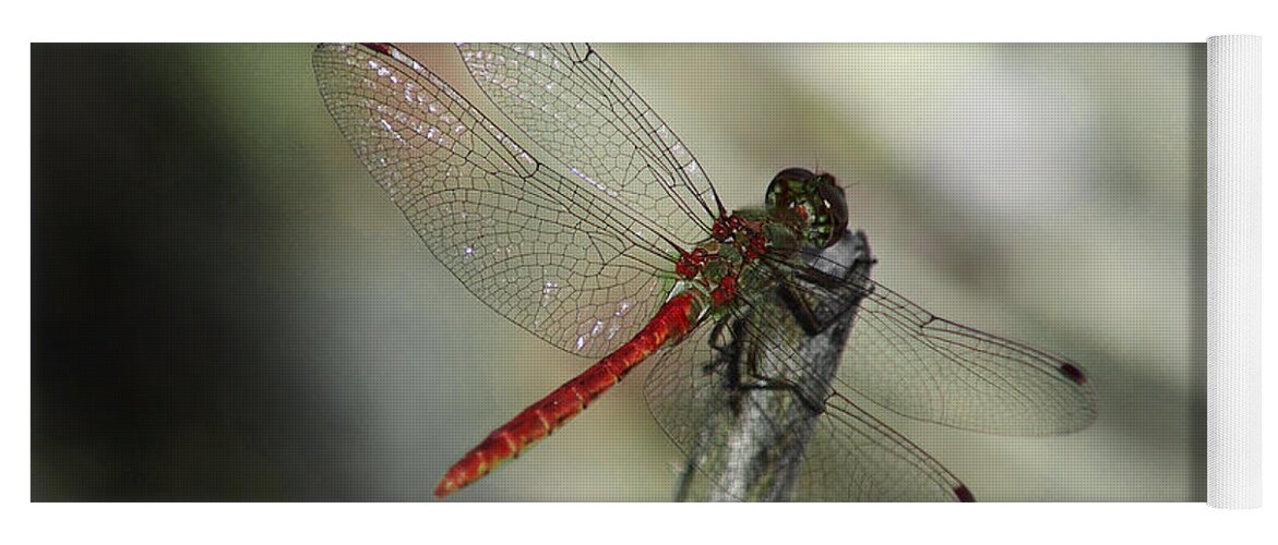 Dragonflies Yoga Mat featuring the photograph A Red Dragonfly by Xueling Zou