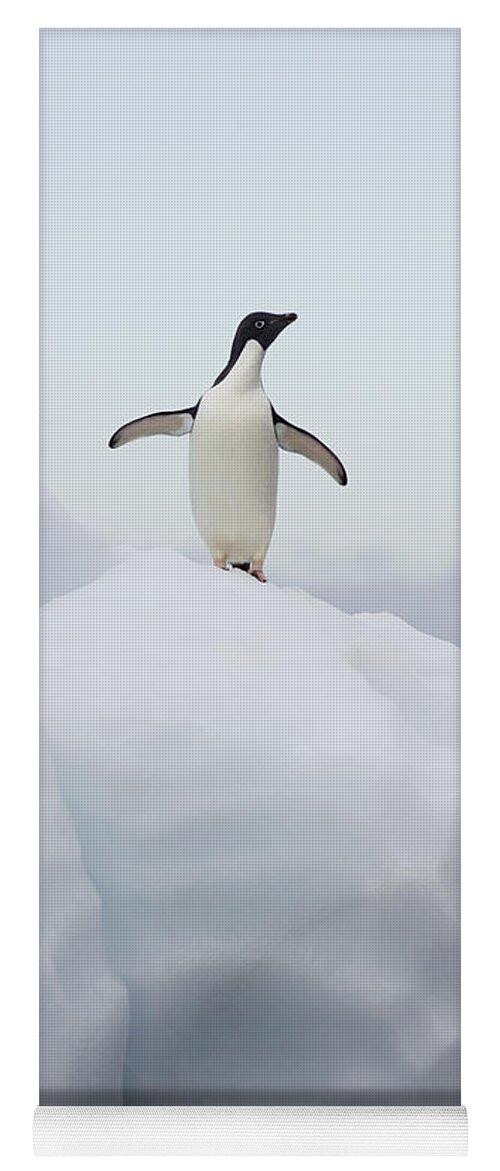 00761999 Yoga Mat featuring the photograph Adelie Penguin Atop Iceberg by Suzi Eszterhas
