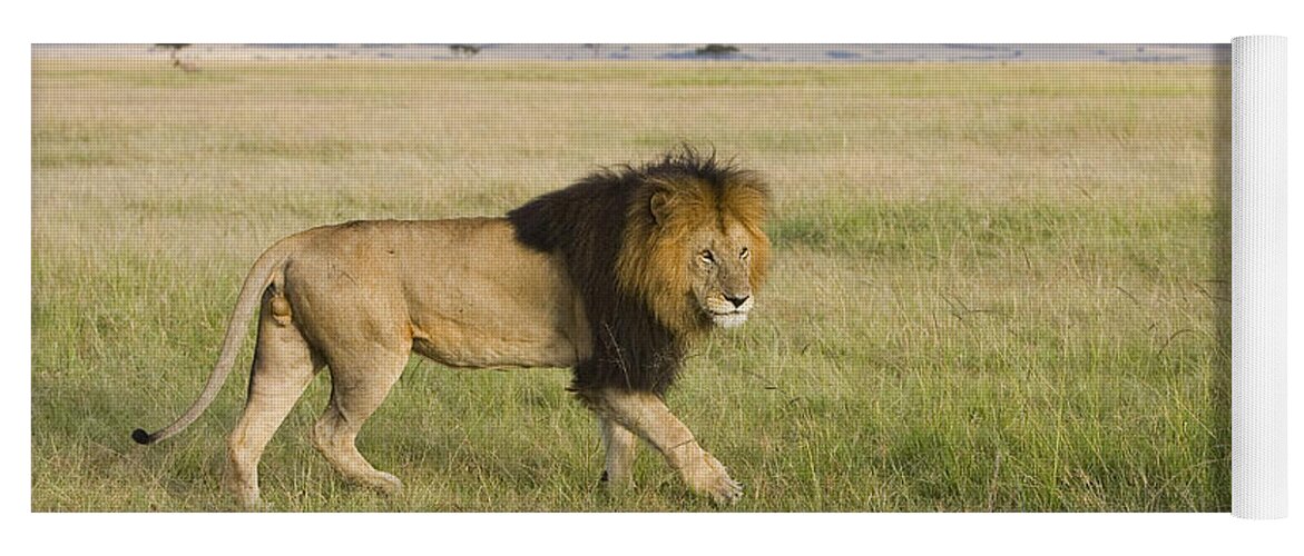 00784079 Yoga Mat featuring the photograph African Lion Male On Grassland Masai by Suzi Eszterhas