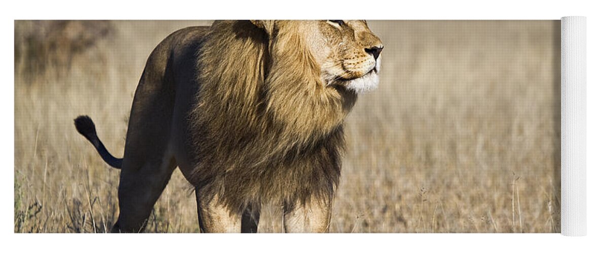 Mp Yoga Mat featuring the photograph African Lion, Botswana by Vincent Grafhorst