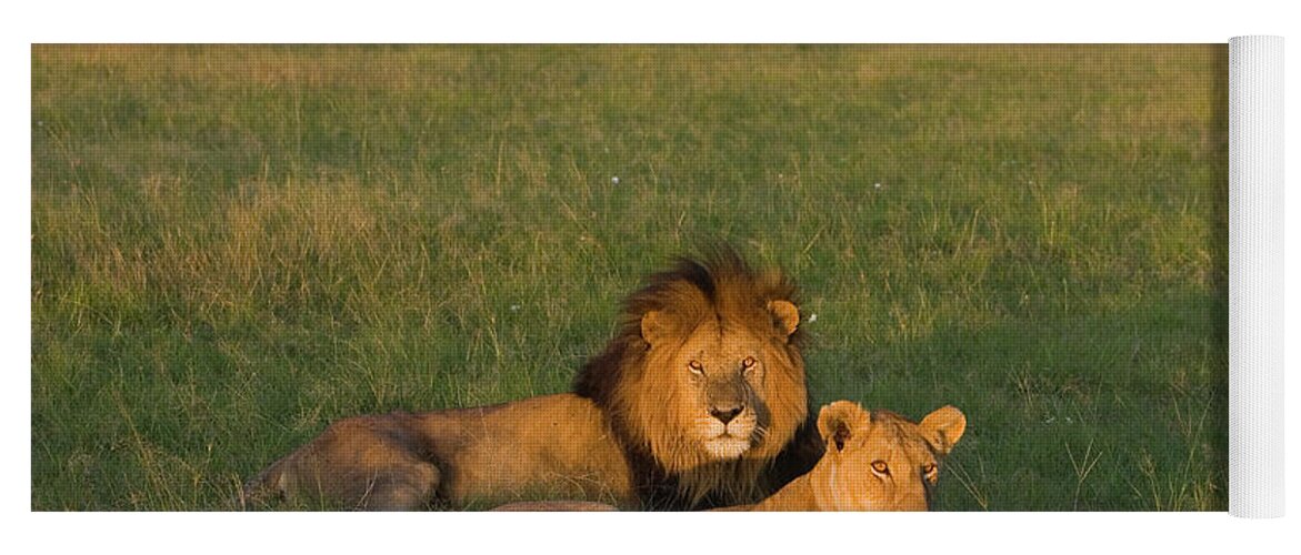 Mp Yoga Mat featuring the photograph African Lion Panthera Leo Male by Suzi Eszterhas