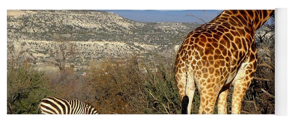 Giraffe Yoga Mat featuring the photograph African Safari in Arizona by Kim Galluzzo Wozniak