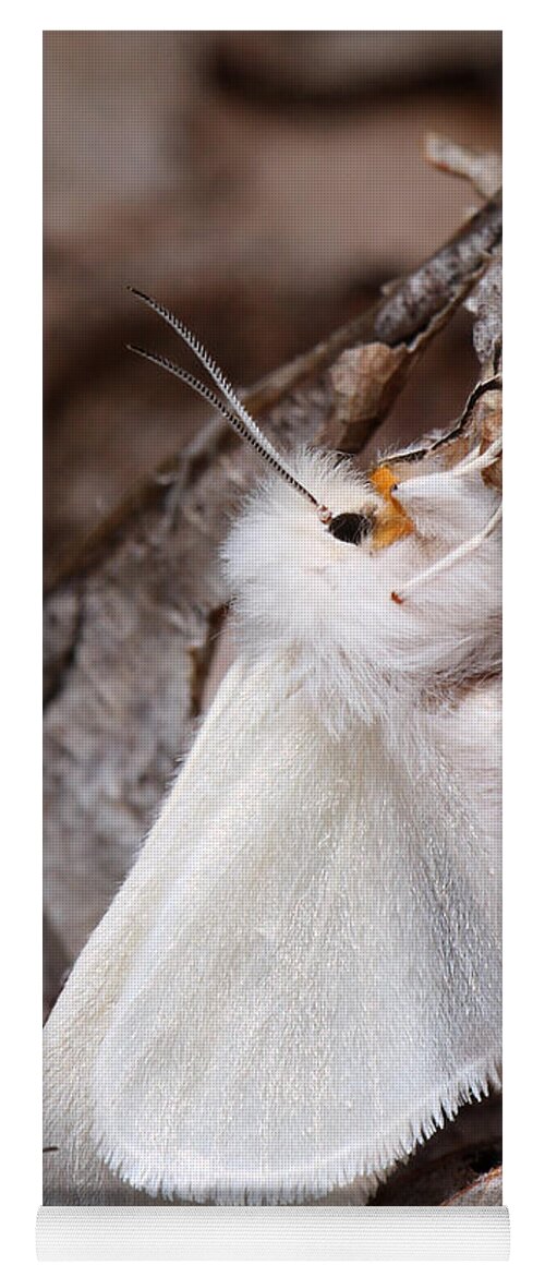 Spilosoma Congrua Yoga Mat featuring the photograph Agreeable Tiger Moth With Ant by Daniel Reed