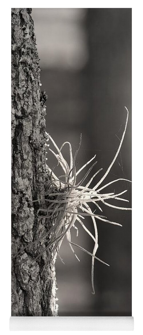 Black And White Yoga Mat featuring the photograph Air Fern by Judy Hall-Folde