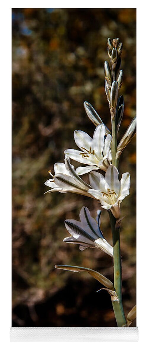 Arizona Yoga Mat featuring the photograph Ajo lily by Robert Bales