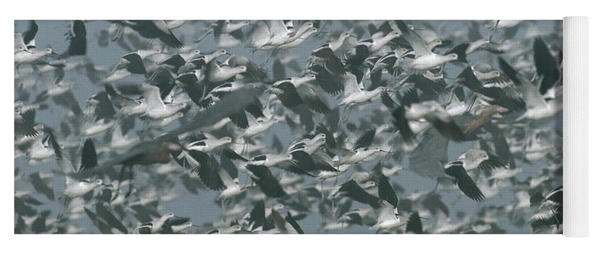 00171486 Yoga Mat featuring the photograph American Avocet Flock Erupting by Tim Fitzharris