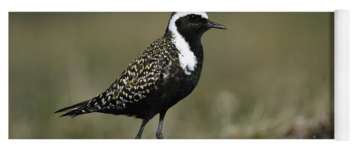 Mp Yoga Mat featuring the photograph American Golden-plover Pluvialis by Michael Quinton