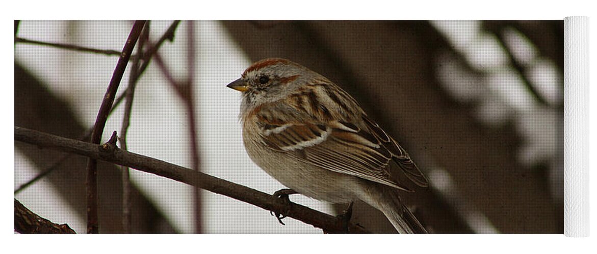 Bird Yoga Mat featuring the photograph American Tree Sparrow by Alyce Taylor