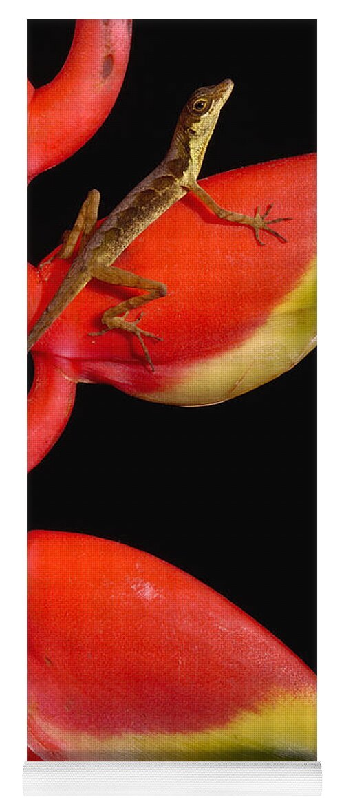 Mp Yoga Mat featuring the photograph Anolis Lizard Anolis Sp Male by Pete Oxford
