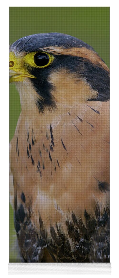Mp Yoga Mat featuring the photograph Aplomado Falcon Falco Femoralis by Pete Oxford