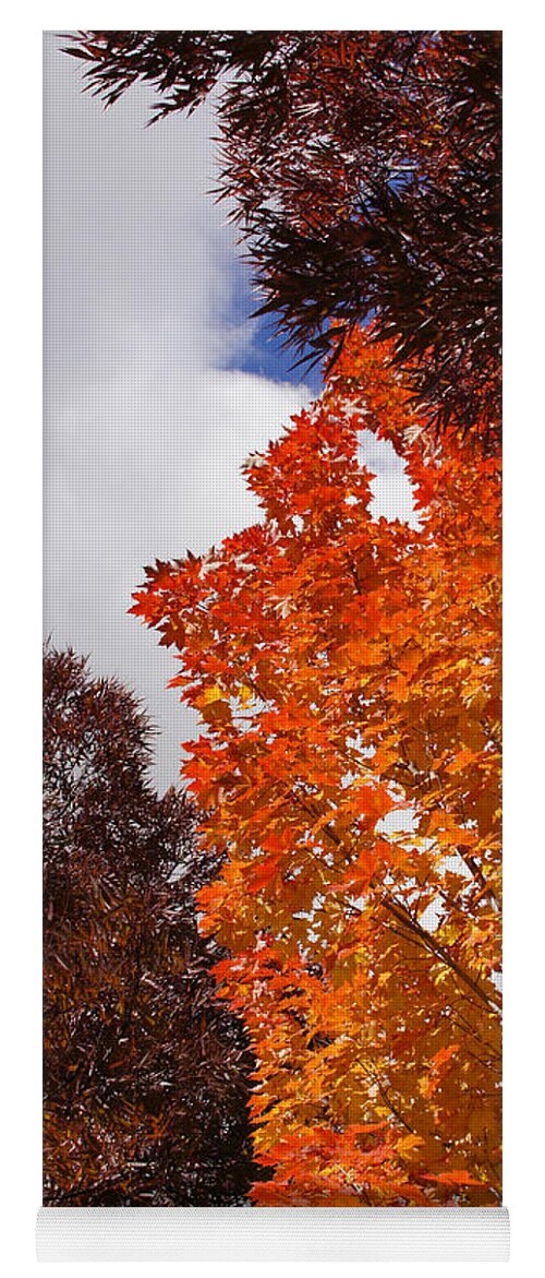 Autumn Yoga Mat featuring the photograph Autumn Looking Up by Mick Anderson