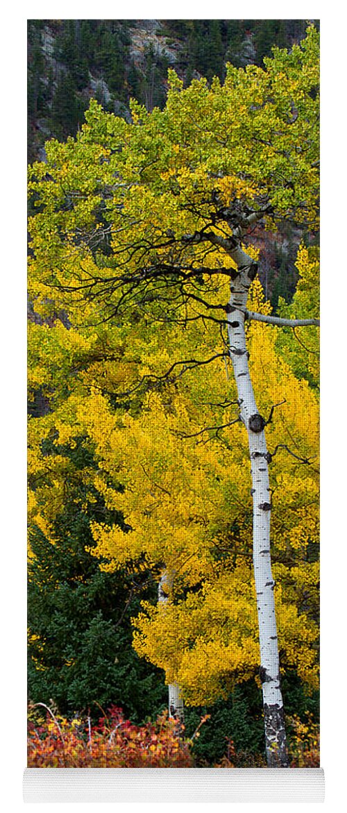 Autumn Colors Yoga Mat featuring the photograph Autumn Wonder by Jim Garrison